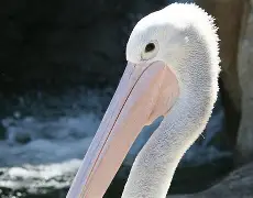 九游体育 -包含今晚新奥尔良鹈鹕更衣室发声——亚冠节点到来，质疑声仍在，纪律约束更严格的词条